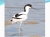 1-site-avocette-r-serve